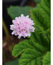 Armeria pungens