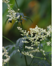 Artemisia lactiflora