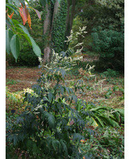 Artemisia lactiflora