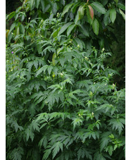 Artemisia lactiflora