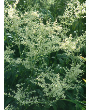 Artemisia lactiflora