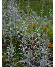 Artemisia ludoviciana 'Valerie Finnis'