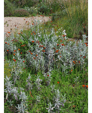 Artemisia ludoviciana 'Valerie Finnis'