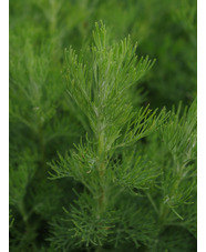 Artemisia abrotanum 'Coca-Cola'  