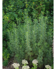Artemisia abrotanum 'Coca-Cola'  