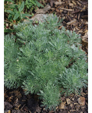 Artemisia schmidtiana 'Nana'