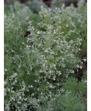 Artemisia schmidtiana 'Nana'