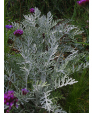 Artemisia stelleriana