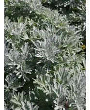 Artemisia stelleriana