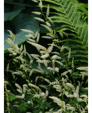 Aruncus aethusifolius
