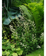Aruncus aethusifolius