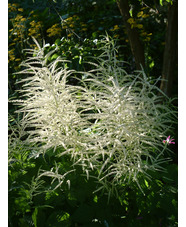 Aruncus dioicus