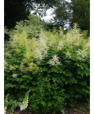 Aruncus dioicus