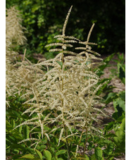 Aruncus dioicus 'Glasnevin'