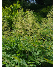 Aruncus dioicus 'Glasnevin'