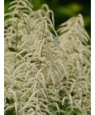 Aruncus dioicus 'Glasnevin'