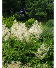 Aruncus dioicus 'Glasnevin'