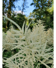 Aruncus dioicus