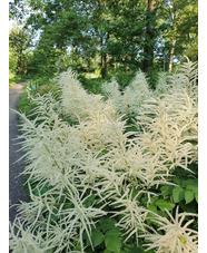 Aruncus dioicus