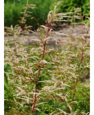 Aruncus 'Horatio'