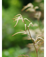 Aruncus 'Horatio'