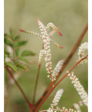 Aruncus 'Horatio'