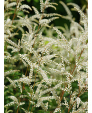 Aruncus sylvestris 'Sommeranfang'