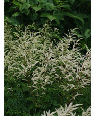 Aruncus sylvestris 'Sommeranfang'
