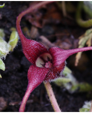 Asarum caudatum