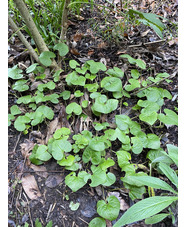 Asarum caudatum