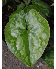 Asarum maximum 'Ling Ling' 