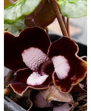Asarum maximum 'Ling Ling' 