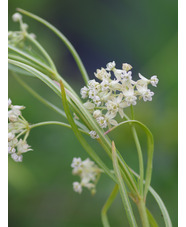 Asclepias subverticillata