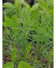 Asclepias subverticillata