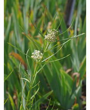 Asclepias subverticillata