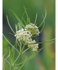 Asclepias subverticillata