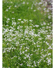 Asperula aristata subsp. scabra