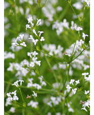 Asperula aristata subsp. scabra