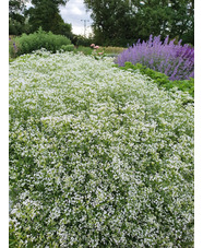 Asperula aristata subsp. scabra