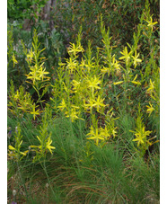 Asphodeline liburnica