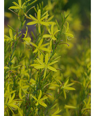 Asphodeline liburnica