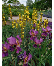 Asphodeline lutea