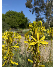 Asphodeline lutea