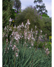 Asphodelus albus