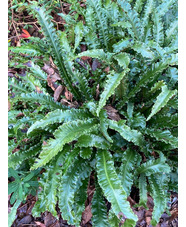 Asplenium scolopendrium 'Angustatum'