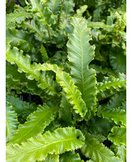 Asplenium scolopendrium 'Angustatum'