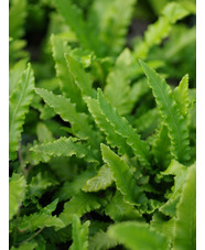 Asplenium scolopendrium 'Angustatum'