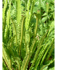 Asplenium scolopendrium 'Angustatum'