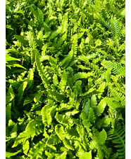 Asplenium scolopendrium 'Angustifolium'