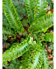 Asplenium scolopendrium Undulatum Group